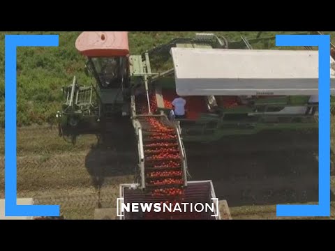 farmer-reacts-to-tariffs-on-mexican-tomatoes-|-morning-in-america