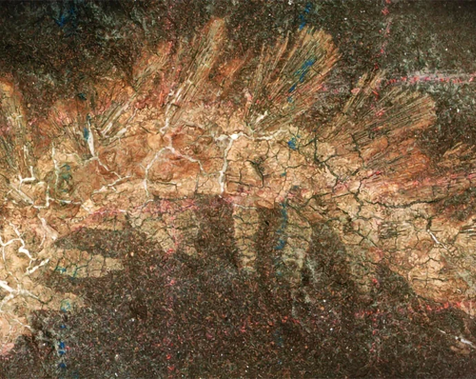 a-dusty-fossil-drawer-held-a-300-million-year-old-evolutionary-game-changer