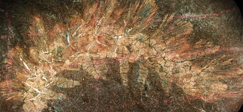a-dusty-fossil-drawer-held-a-300-million-year-old-evolutionary-game-changer
