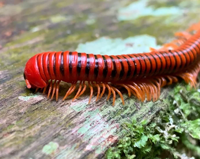 millipedes-make-ants-dizzy-—-and-might-soon-treat-human-pain