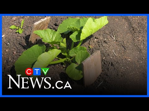 community-gardens-blooming-in-winnipeg