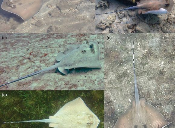 New Species of Blue-Spotted Maskray Discovered in Fiji