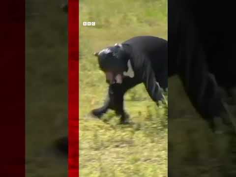 man-wears-bear-costume-in-police-animal-attack-drill.-#japan-#bears-#shorts