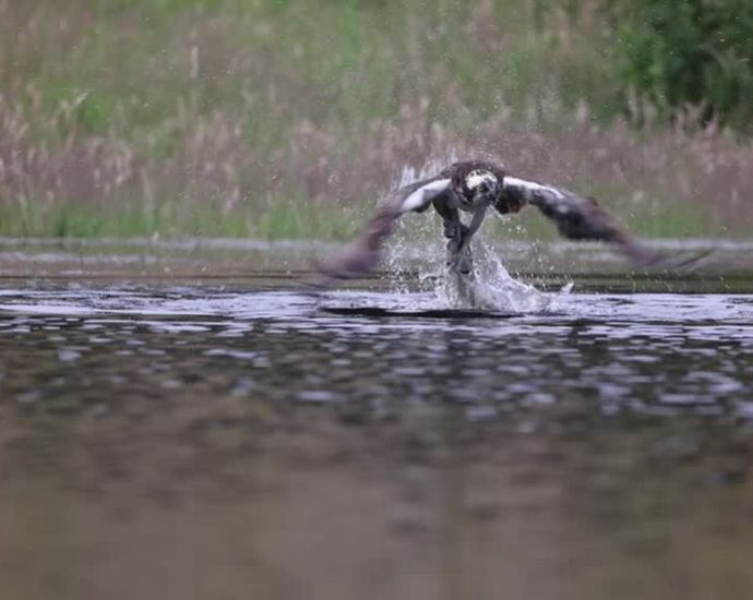 scientists-discover-brand-new-24-foot-sea-monster-species-and-it’s-utterly-terrifying