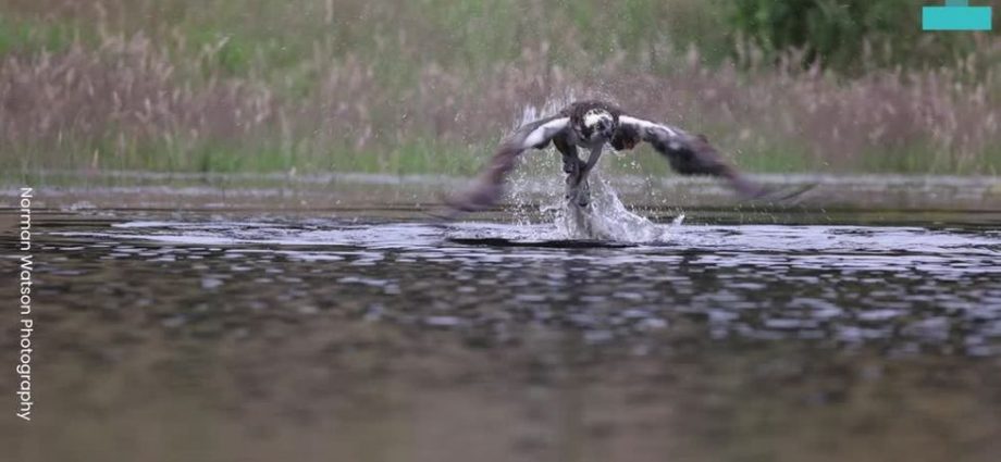 scientists-discover-brand-new-24-foot-sea-monster-species-and-it’s-utterly-terrifying