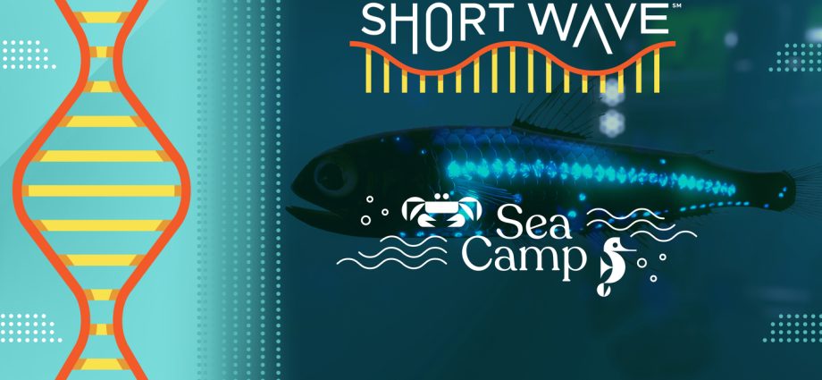 how-the-largest-daily-migration-on-earth-stores-carbon-in-the-ocean