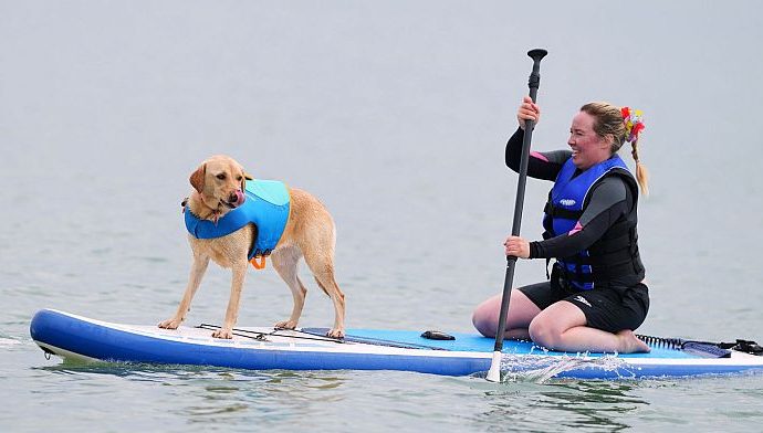 margo-the-whippet-wins-uk-dog-surf-championships