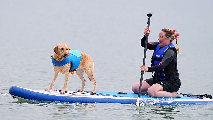 margo-the-whippet-wins-uk-dog-surf-championships