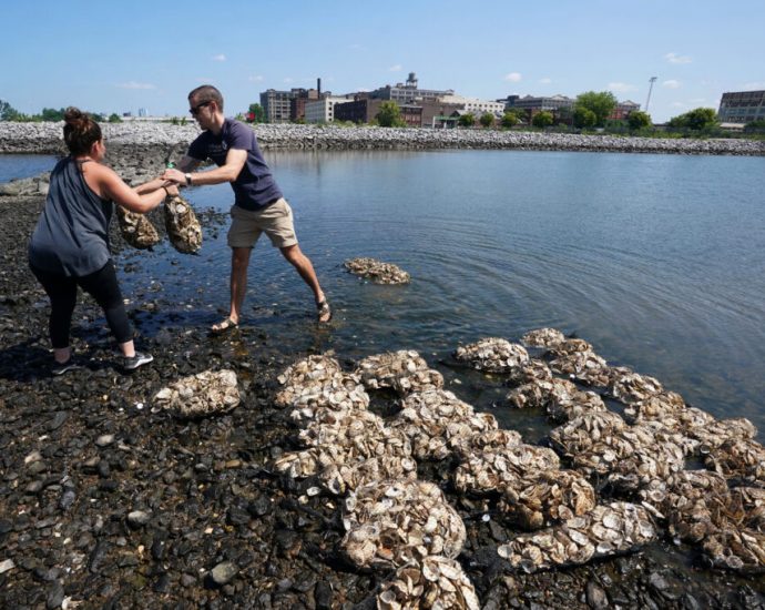 a-new-jersey-shore-town-has-turned-to-oysters-to-fight-sea-level-rise-and-erosion