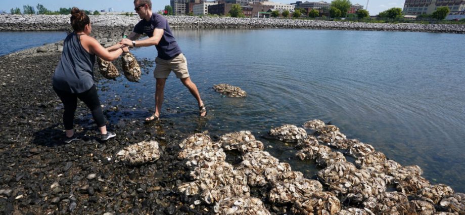a-new-jersey-shore-town-has-turned-to-oysters-to-fight-sea-level-rise-and-erosion