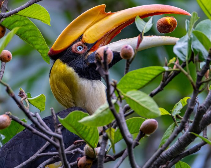why-animals-are-a-critical-part-of-forest-carbon-absorption