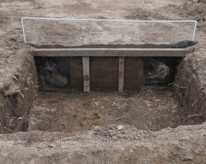 why-are-scientists-dressing-pigs-in-clothes-and-burying-them-in-mexico?