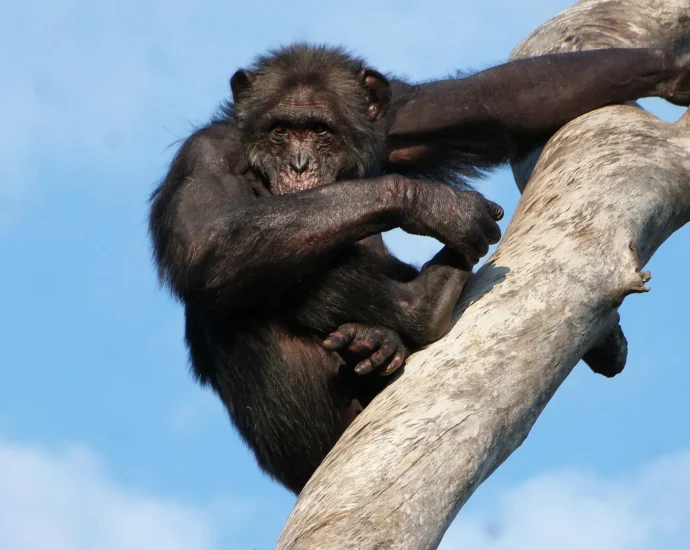did-humans-learn-to-walk-in-trees?