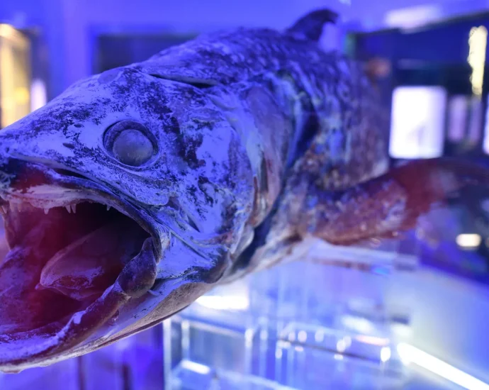 400-million-year-old-fish-exposes-big-mistake-in-how-we-understood-evolution