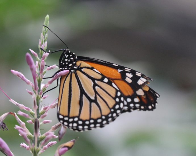 how-a-network-of-volunteers-helped-spot-colorado’s-butterflies-in-decline