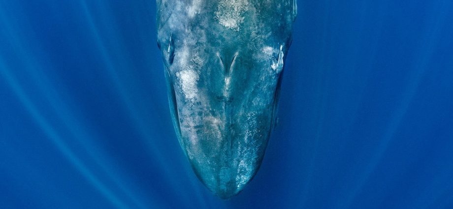 Blue whales are going eerily silent—and scientists say it’s a warning sign