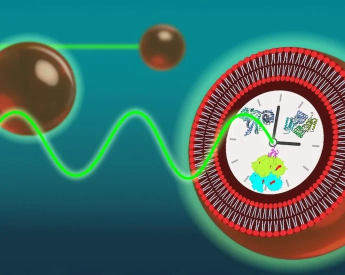 clockwork-from-scratch:-how-scientists-made-timekeeping-cells