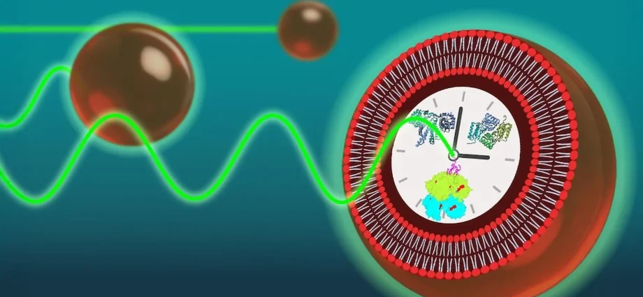 clockwork-from-scratch:-how-scientists-made-timekeeping-cells