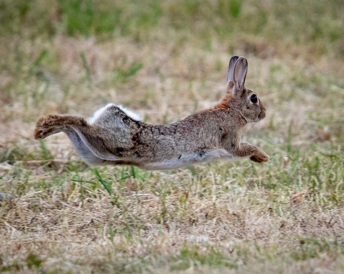bamboozled:-viral-bunny-trampoline-video-is-fake