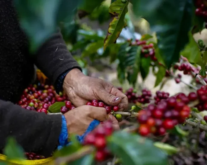 climate-change,-the-traitor’s-tariffs-will-send-coffee-prices-soaring