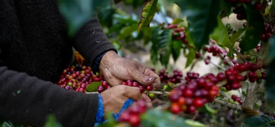 climate-change,-the-traitor’s-tariffs-will-send-coffee-prices-soaring