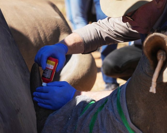 scientists-in-south-africa-are-making-rhino-horns-radioactive-to-fight-poaching