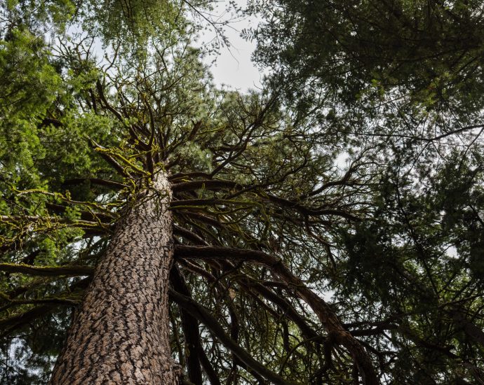 in-wildfire-prone-washington,-‘collaboration’-on-forest-management-gives-way-to-timber-interests