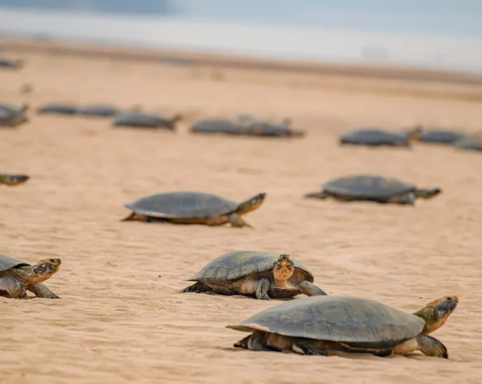 drones-reveal-41,000-turtle-nesting-mega-site-hidden-in-the-amazon