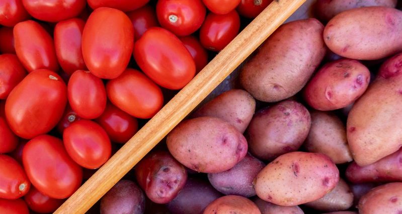 potatoes-have-their-roots-in-ancient-tomatoes