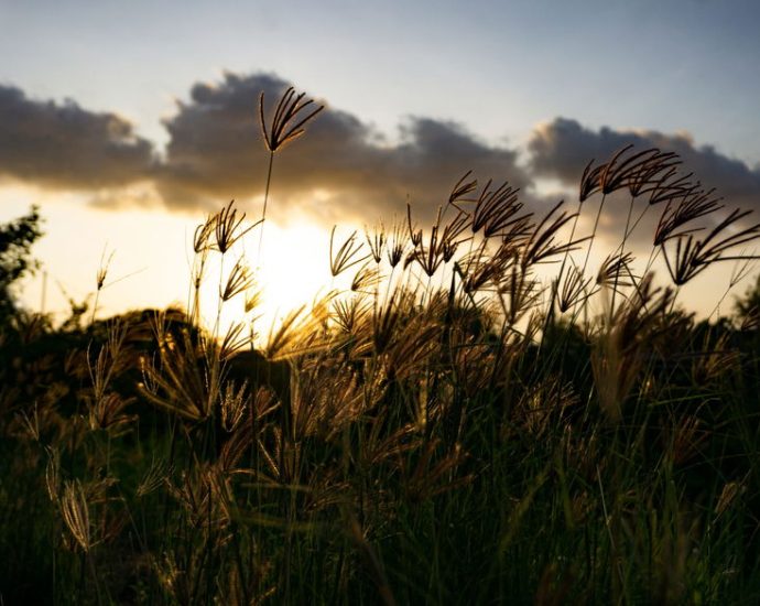 a-panoramic-portrait-of-america’s-vast-grasslands