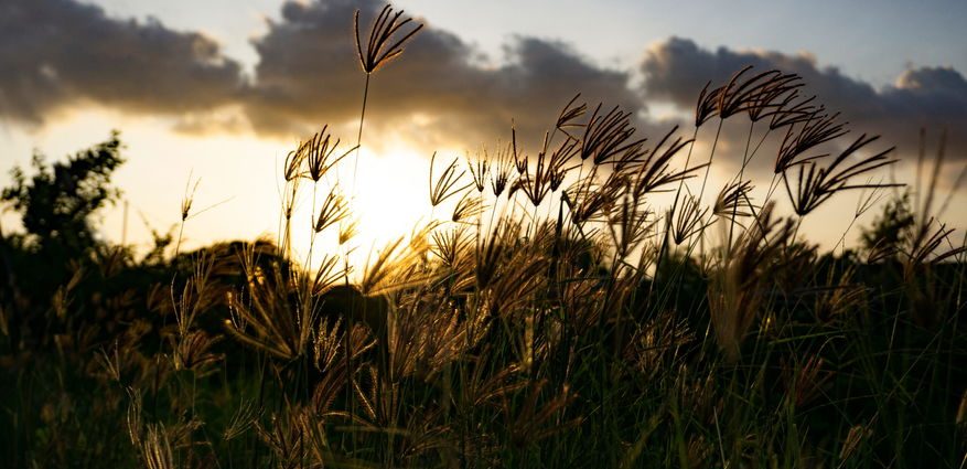 a-panoramic-portrait-of-america’s-vast-grasslands
