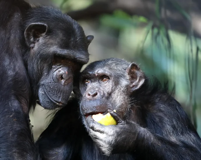 did-drunk-apes-help-us-evolve?-new-clues-reveal-why-we-digest-alcohol-so-well