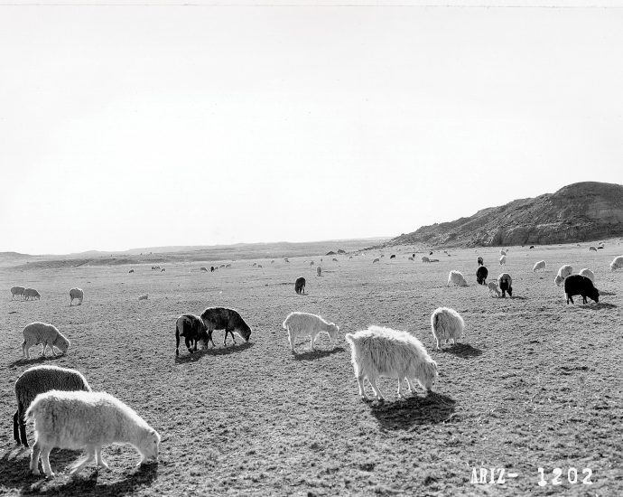 what-the-presence-of-sheep-means-to-the-dine