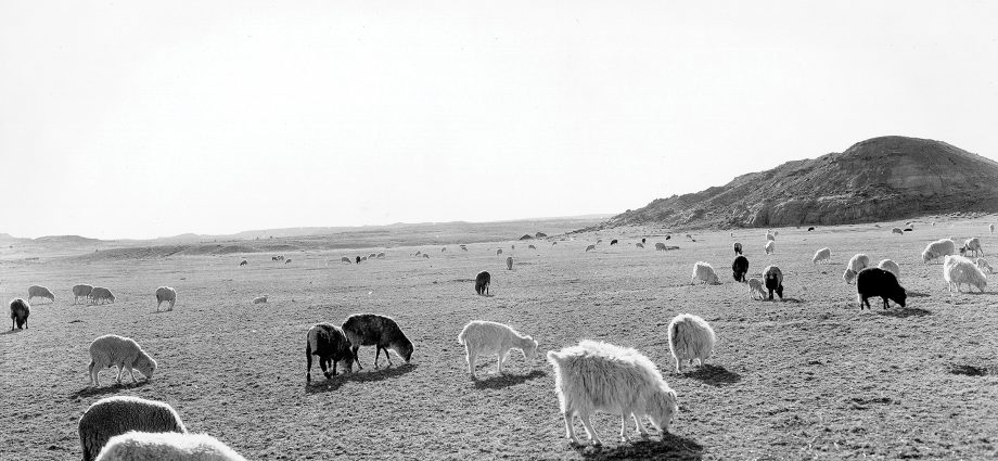 what-the-presence-of-sheep-means-to-the-dine