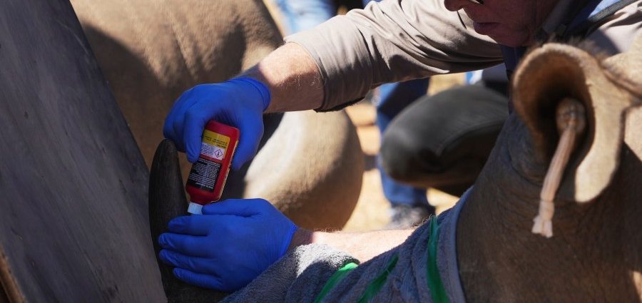 south-african-scientists-making-rhino-horns-radioactive-to-fight-poaching