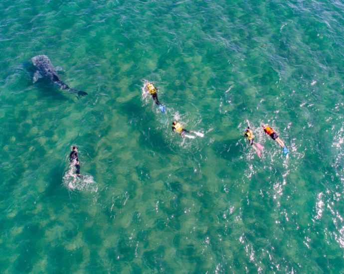 marine-tourism-in-mexico-remains-damaging-to-wildlife-despite-regulations,-research-finds