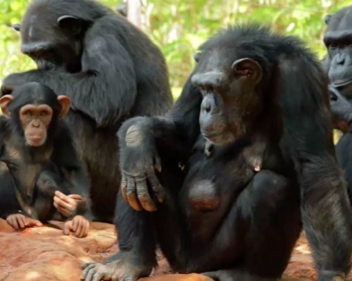 chimpanzees-saying-‘real-human-words’-captured-in-extraordinary-videos