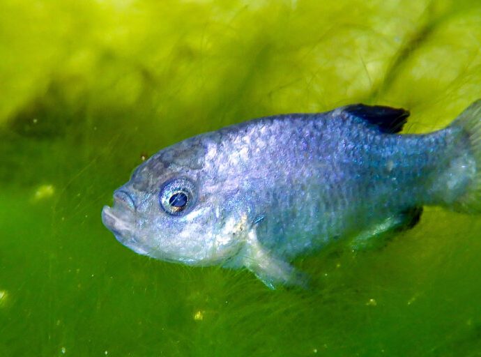 Devils Hole pupfish hit by micro-tsunami from 8.8-magnitude Russian earthquake