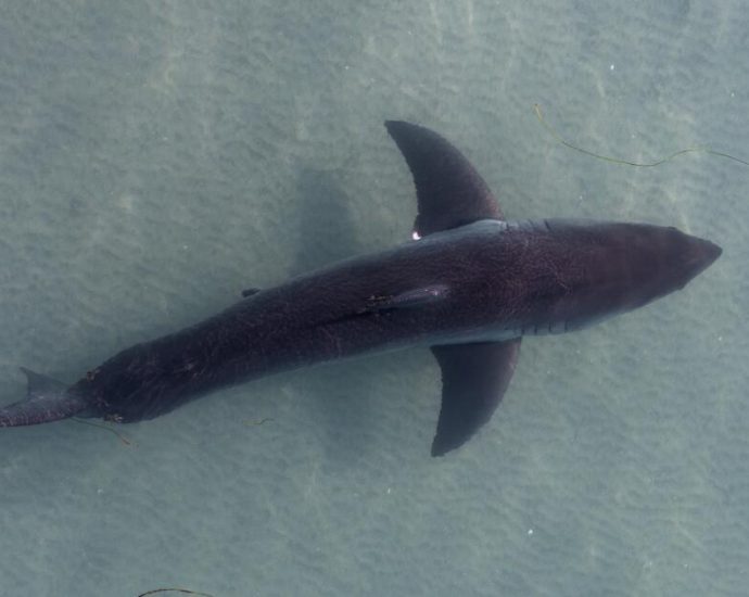 large-great-white-shark-spotted-near-santa-monica