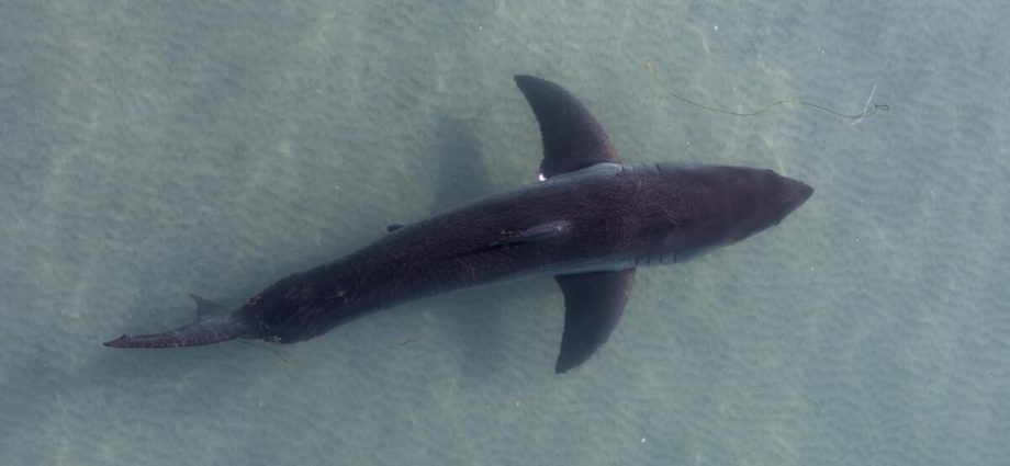 large-great-white-shark-spotted-near-santa-monica