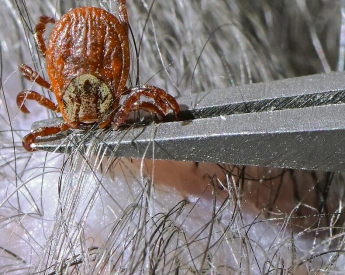 ‘relentlessly-debilitating’:-the-chronic-symptoms-of-lyme-disease