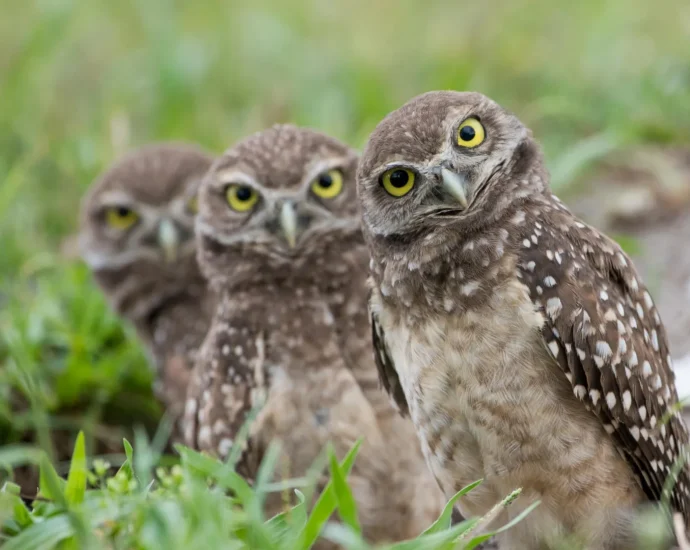 your-nature-photo-might-be-a-scientific-breakthrough-in-disguise
