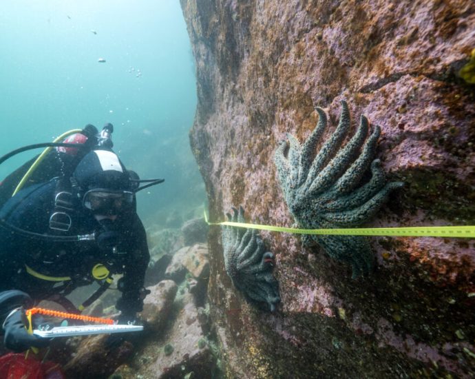 scientists-pinpoint-cause-of-massive-sea-star-die-offs,-and-suspect-a-link-to-global-warming 