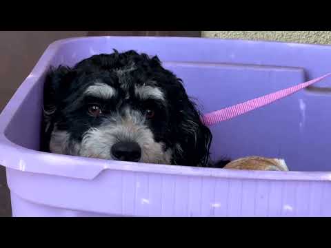 pets-fall-victim-to-the-traitor’s-immigration-crackdown-in-la-area-|-reuters