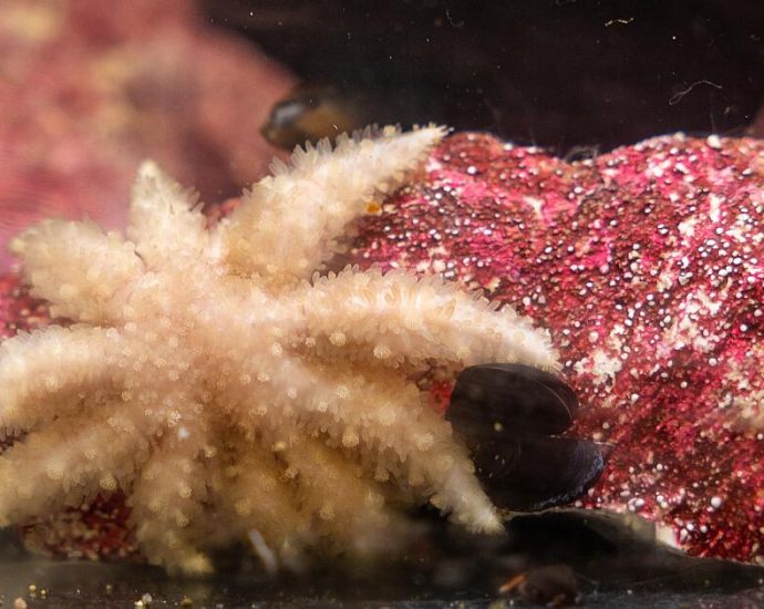 researchers-figure-out-what’s-caused-devastating-sea-star-epidemic