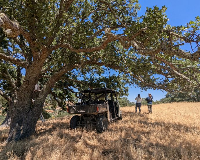 searching-for-the-next-generation-of-american-kestrels