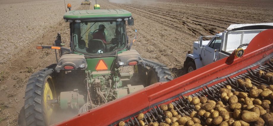 the-grain-that-could-help-save-agriculture-in-the-west