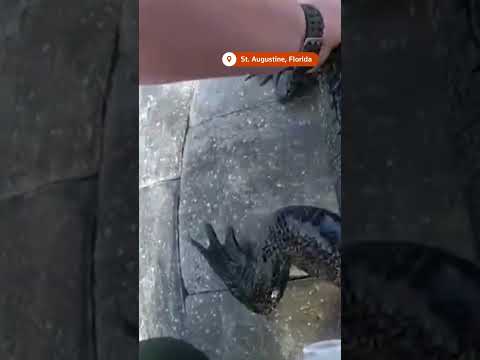 buckle-up:-florida-police-officer-gives-alligator-a-lift-to-a-new-home-|-reuters