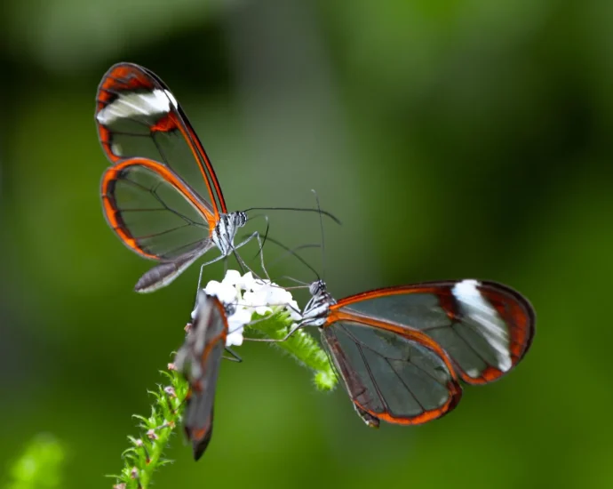 these-butterflies-look-the-same,-but-dna-uncovered-six-hidden-species