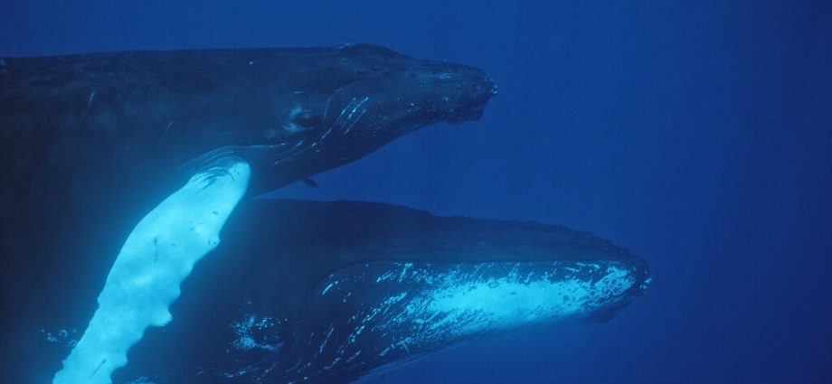 changes-in-nature’s-symphony-can-reflect-climate-impacts